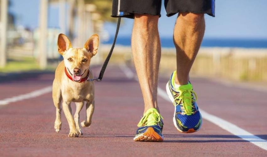 Do Exercise Your Pet